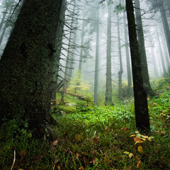 лес в тиши