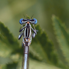Стрекоза Плосконожка обыкновенная (Platycnemis pennipes, сем. Platycnemididae, male)