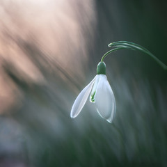 "Весняне світло"