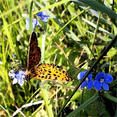 Метеликове літо...
