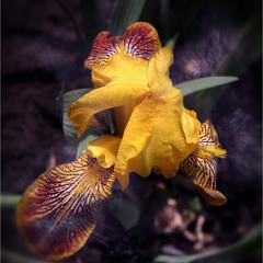 Iris domestica...