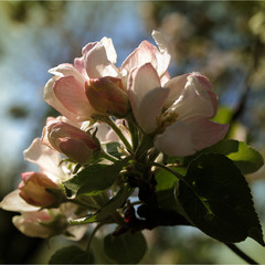 Когда яблони цветут...