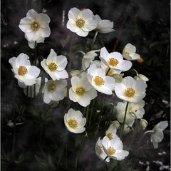 Білі квіти Надії...