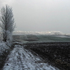 Зимово-польовий пейзаж...