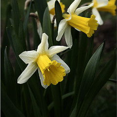 Narcissus Poeticus...