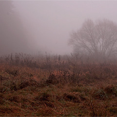 Вранці-рано... Межа між лісом і туманом...