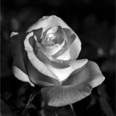 Біла Троянда...