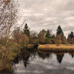 Осень на болоте