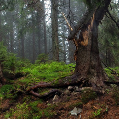 Кусочек Карпатского леса