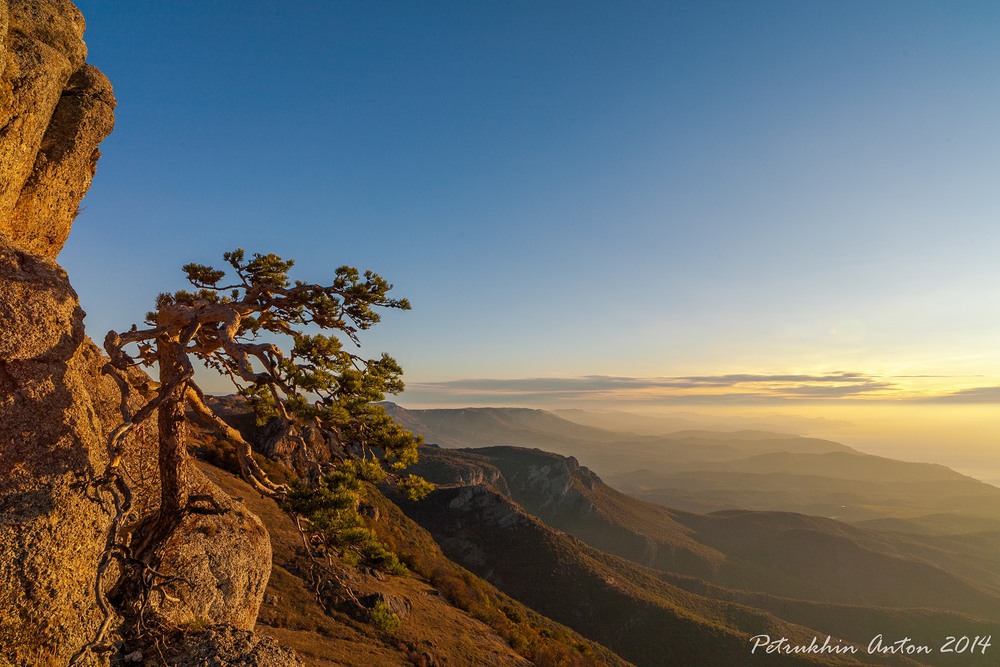 Сосна станкевича фото