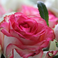 Роза всем кустам царица, Ароматов сладких мать. Бисером своим зарница Розу любит окроплять"