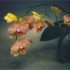 натюрморт з орхідеями
