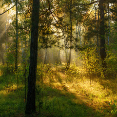 утро в лесу