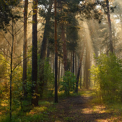 прогулки в лесу