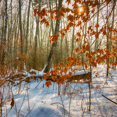 прогулки в зимнем лесу