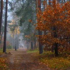 прогулянка в осінь