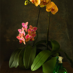 натюрморт с орхидеями