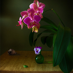 натюрморт с орхидеей