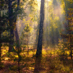утро в лесу