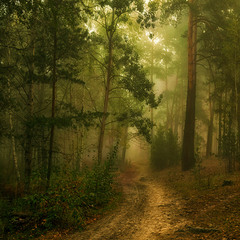 прогулка в лесу