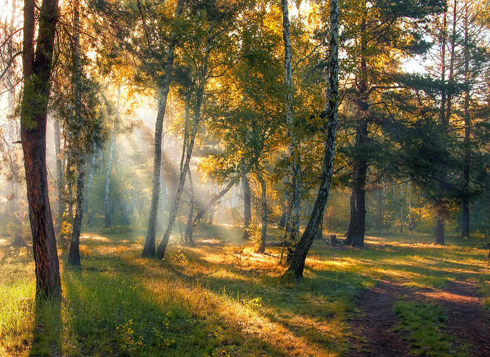 Фото доброе утро лес