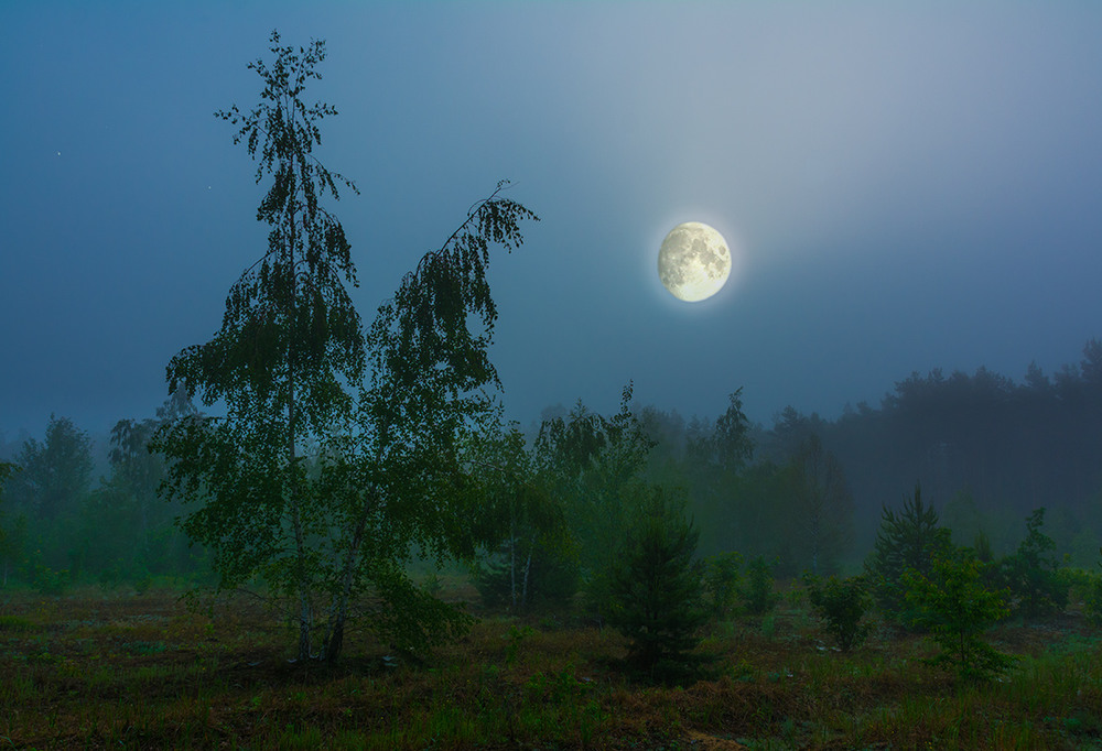 Озаренный светом луны. Березы ночью. Луна над лесом. Лунная ночь в лесу. Ночь Луна.