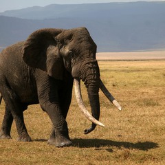 Слон африканский