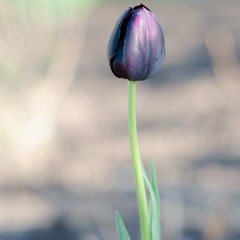 Чёрный тюльпан.
