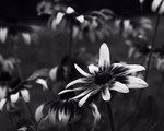Квітка в монохромі