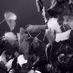 Світло глибокої осені