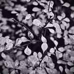 Три ягоди (Ностальгія)