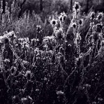 Мороз і світло