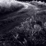 Живе світло