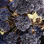 Морозні квіти