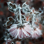 Змерзла краса