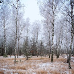 Зимовий ліс.