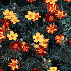 Килим чорнобривців