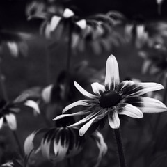 Квітка в монохромі