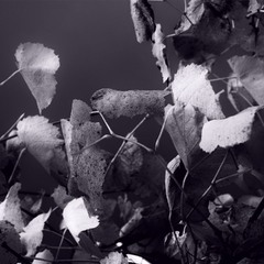 Світло глибокої осені