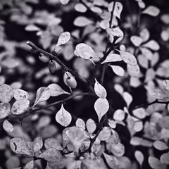 Три ягоди (Ностальгія)