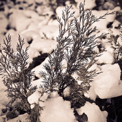 Зимовий натюрморт