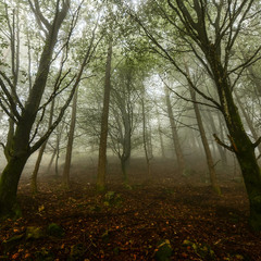 Песнь туманного леса
