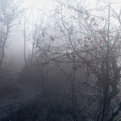 Прогулянки в тумані