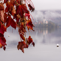 Бледську хайку