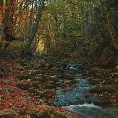 Под осеннюю мелодию лесной реки..