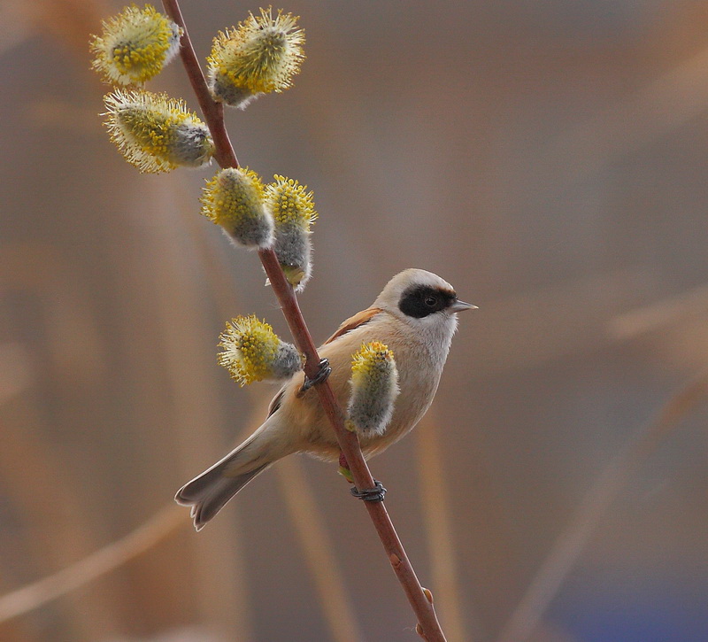 Вербой животное. Вербой животное. Верба видное. Верба растение. Верба котики.