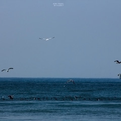море і чайки