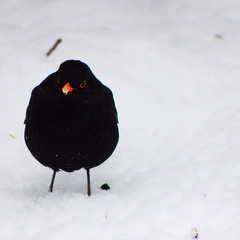 пташка на снігу