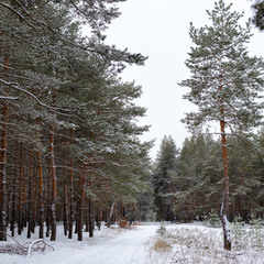 У лісах Кременщини