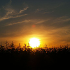 Закат над кукурузным полем.
